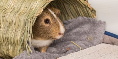 Das Foto zeigt ein Meerschweinchen, das aus einem Versteck heraus schaut