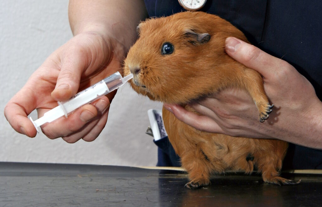 Das Foto zeigt ein Meerschweinchen, das aus einer Spritze etwas ins Maul bekommt