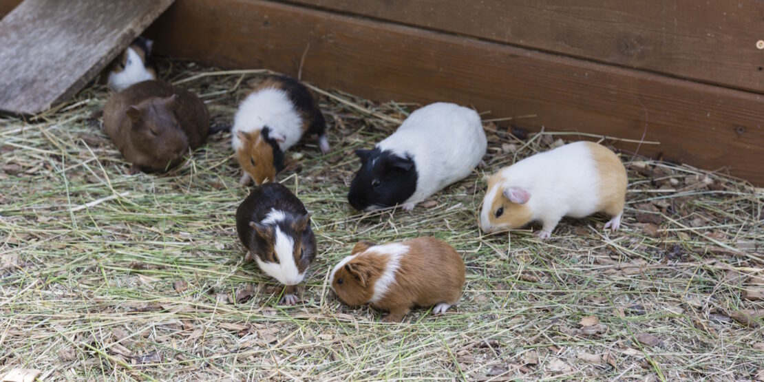 Das Foto zeigt eine Meerschweinchengruppe