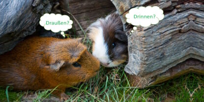 Das Foto zeigt zwei Meerschweinchen. Eins in einer Röhre, das andere im Gras