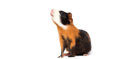 Das Foto zeigt ein Meerschweinchen, das in die Luft schaut