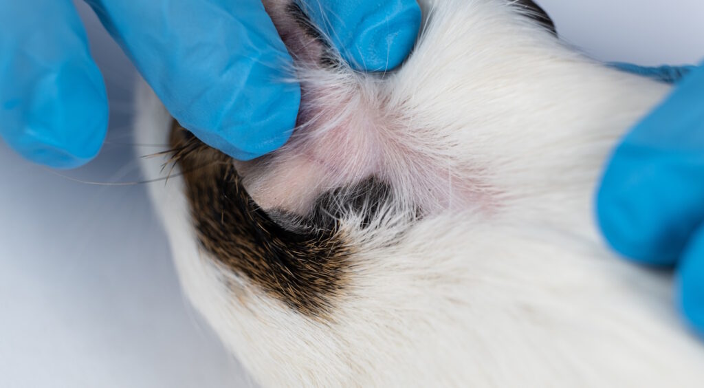 Das Foto zeigt eine kahle Stelle hinter dem Ohr eines Meerschweinchens