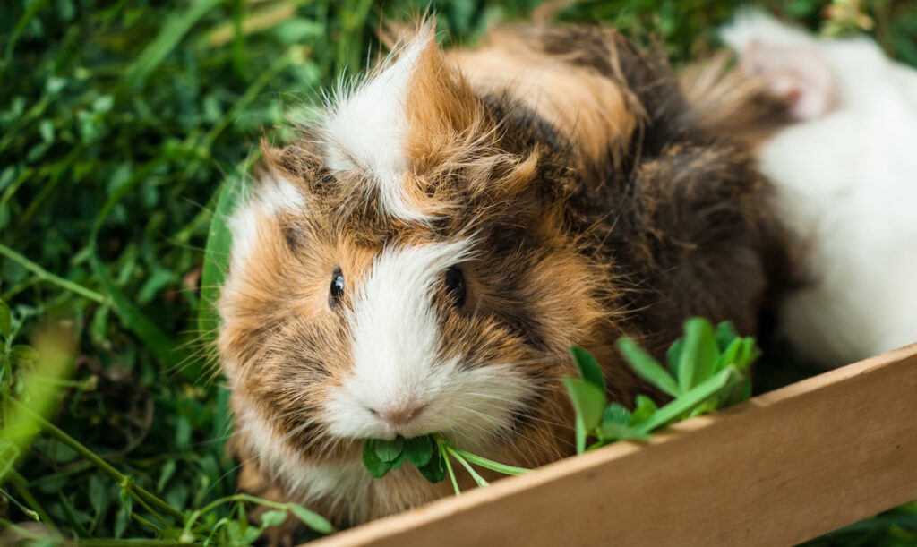 Das Foto zeigt ein Meerschweinchen das Klee frisst