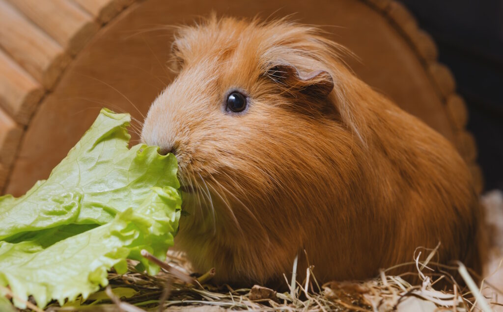 Das Foto zeigt ein Meerschweinchen mit einem Salatblatt