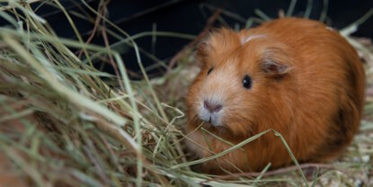 Das Foto zeigt ein Meerschweinchen mit Heu