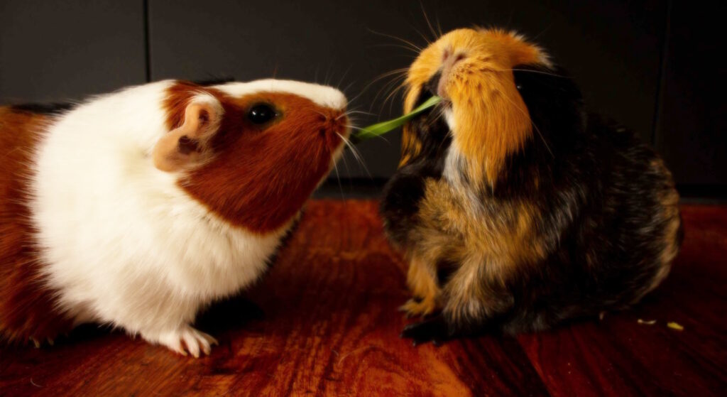Das Foto zeigt zwei Meerschweinchen die am selben Grashalm ziehen