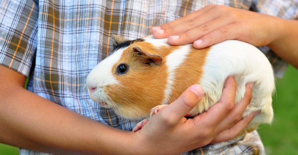 Das Foto zeigt ein geducktes Meerschweinchen auf dem Arm eines Menschen