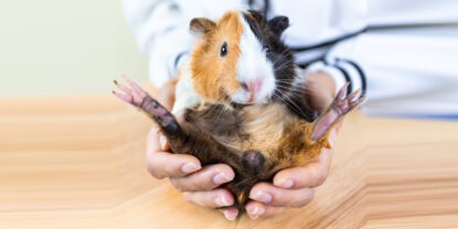 Das Foto zeigt die Bauchseite eines Meerschweinchens