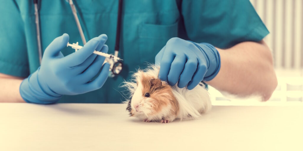 Das Foto zeigt ein Meerschweinchen beim Tierarzt. Der Arzt hat eine Spritze in der Hand.