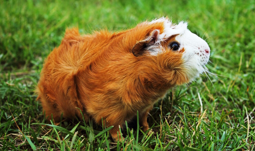 Das Foto zeigt ein Meerschweinchen