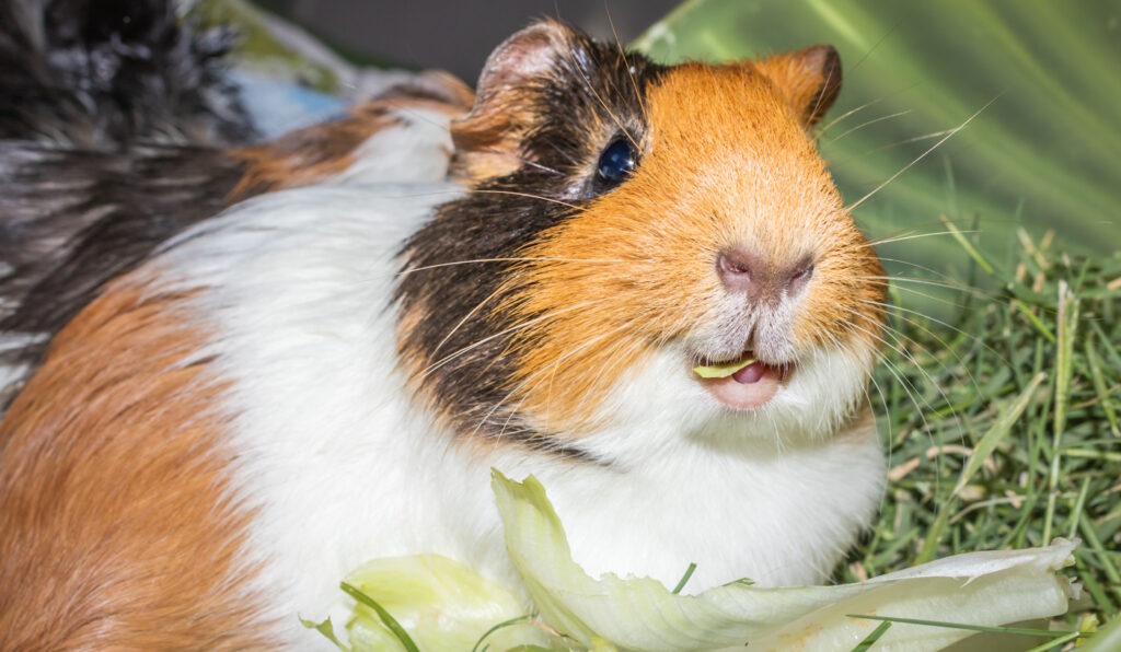 Das Foto zeigt ein Meerschweinchen mit Salat im Maul