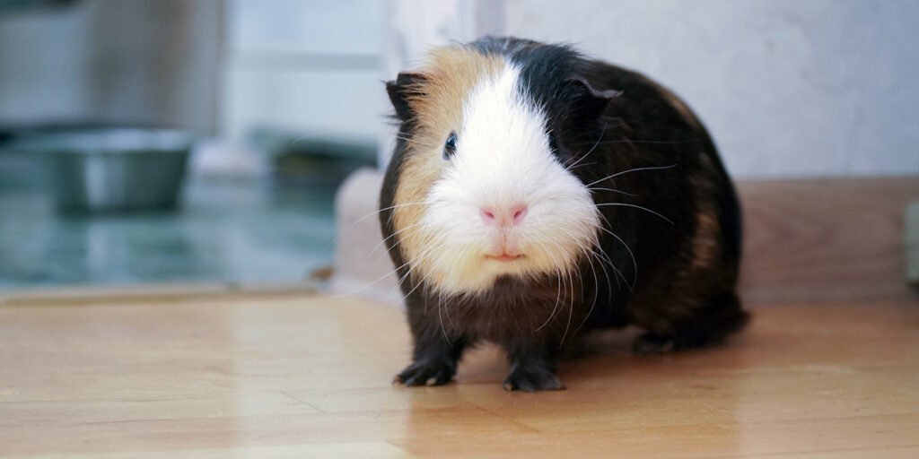 Das Foto zeigt ein Meerschweinchen auf Parkettboden