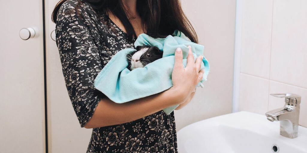 Das Foto zeigt ein Meerschweinchen im Handtuch