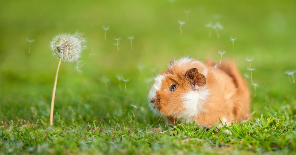 Das Foto zeigt ein Meerschweinchen mit fliegenden Löwenzahnpollen