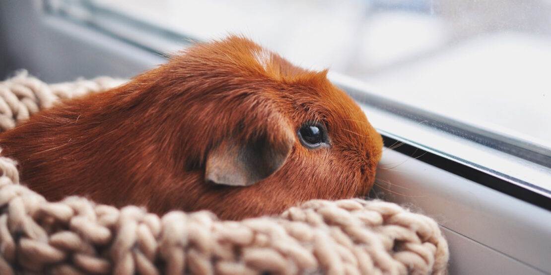 Das Foto zeigt ein Meerschweinchen das eingekuschelt aus dem Fenster schaut