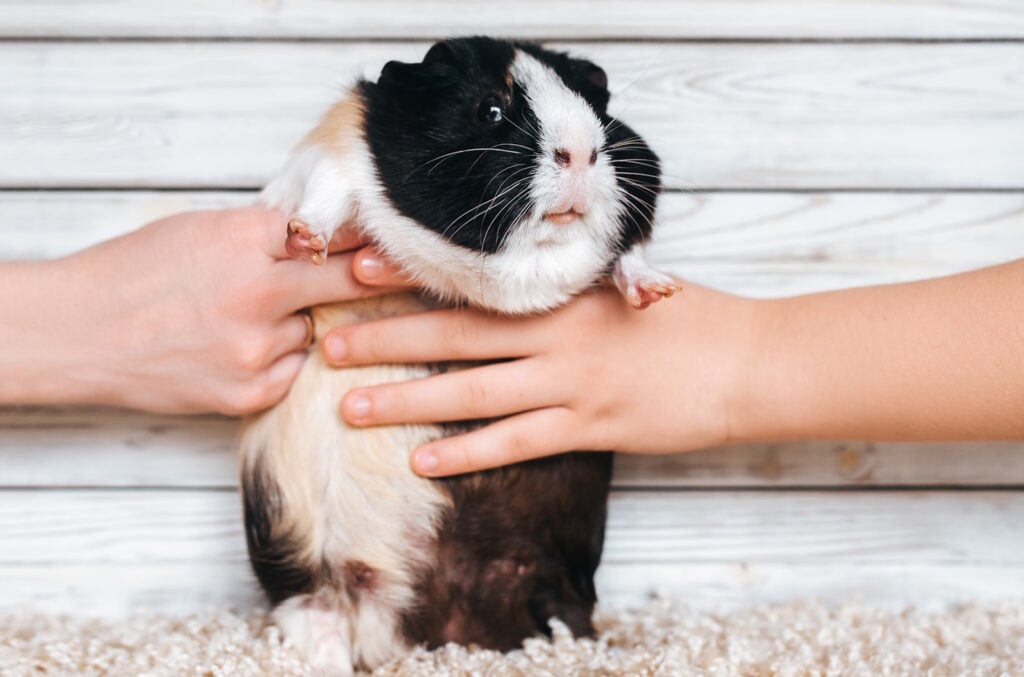 Das Foto zeigt ein Meerschweinchen in Schockstarre