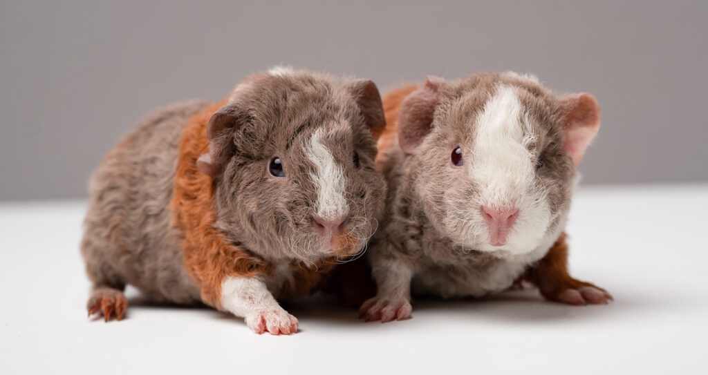 Das Foto zeigt zwei Meerschweinchen Babys