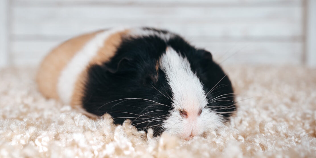 Das Foto zeigt ein schlafendes Meerschweinchen
