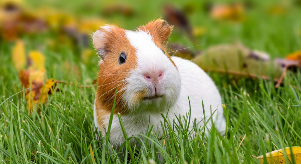 Das Foto zeigt ein Meerschweinchen im Garten