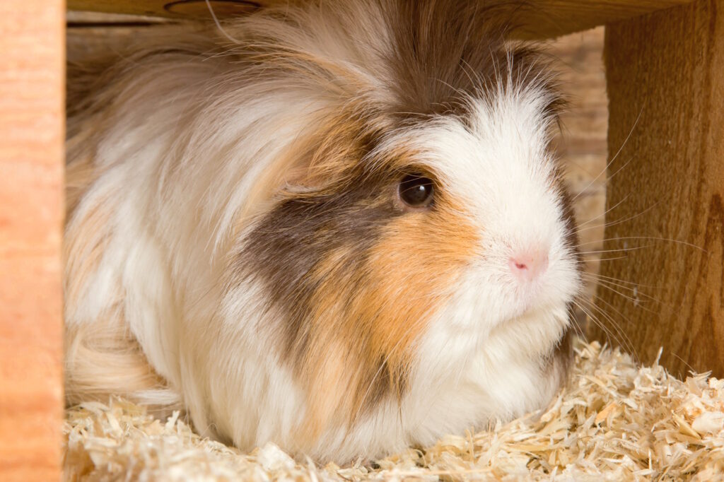 Das Foto zeigt ein Meerschweinchen im Versteck