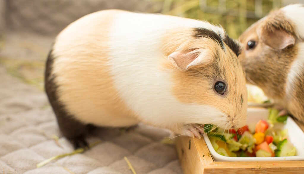 Das Foto zeigt ein Meerschweinchen am Futternapf