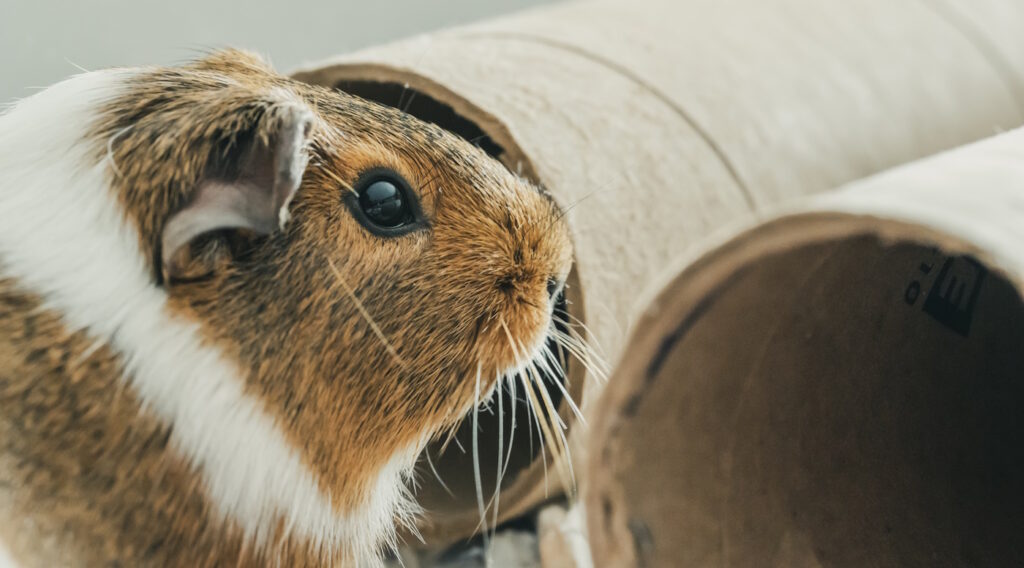 Das Foto zeigt ein Meerschweinchen mit zwei Pappröhren