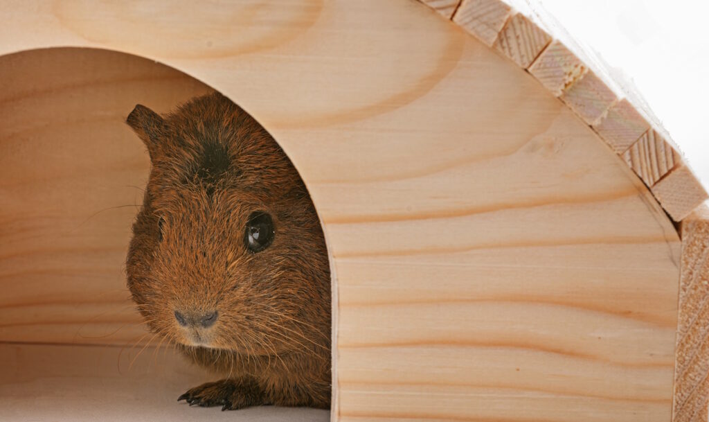 Das Foto zeigt ein Meerschweinchen in einem Häuschen