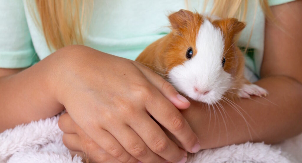 Das Foto zeigt ein Meerschweinchen auf dem Arm eines Mädchens