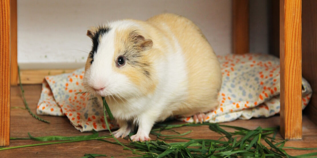 Das Foto zeigt ein Meerschweinchen unter einem Tisch, das Gras frisst