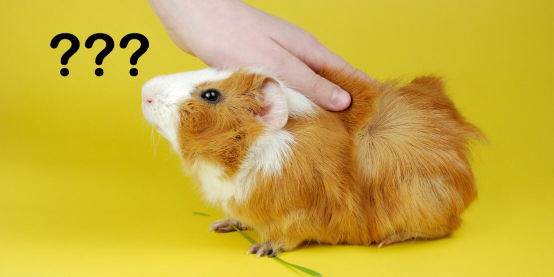 Das Foto zeigt ein Meerschweinchen das sich duckt, weil es gestreichelt wird