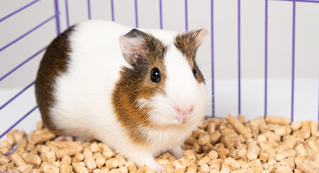 Das Foto zeigt Pellets im Meerschweinchengehege