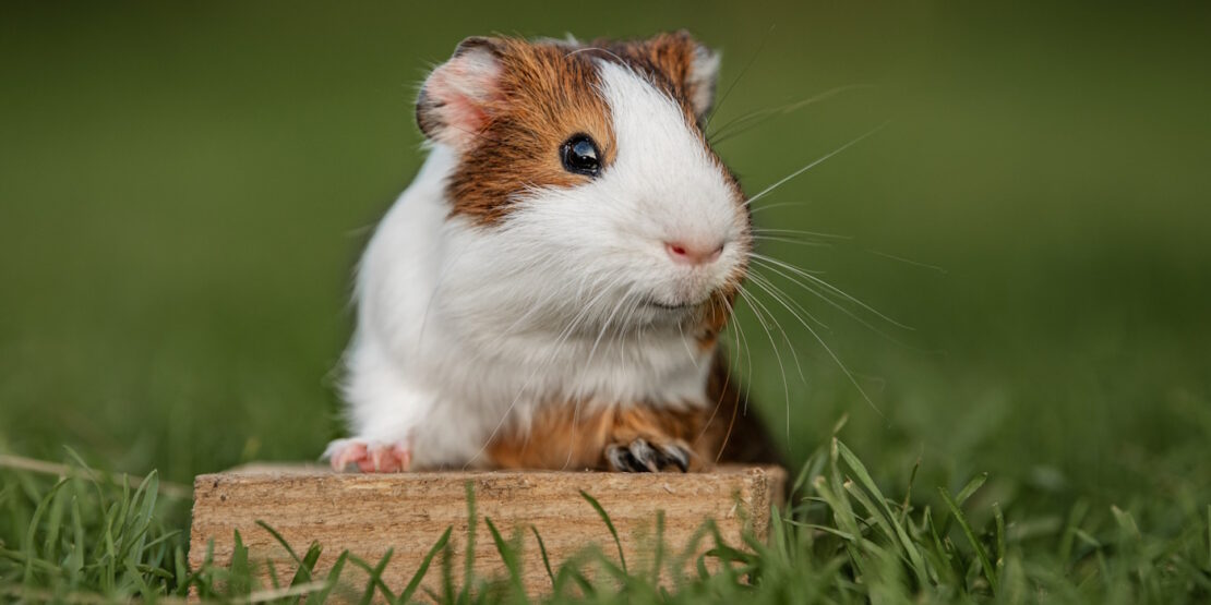 Das Foto zeigt ein Meerschweinchen, das in die Gegend schaut