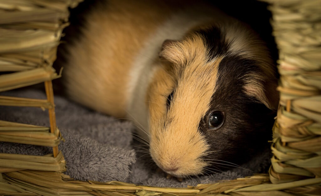 Das Foto zeigt ein Meerschweinchen in einem Unterschlupf