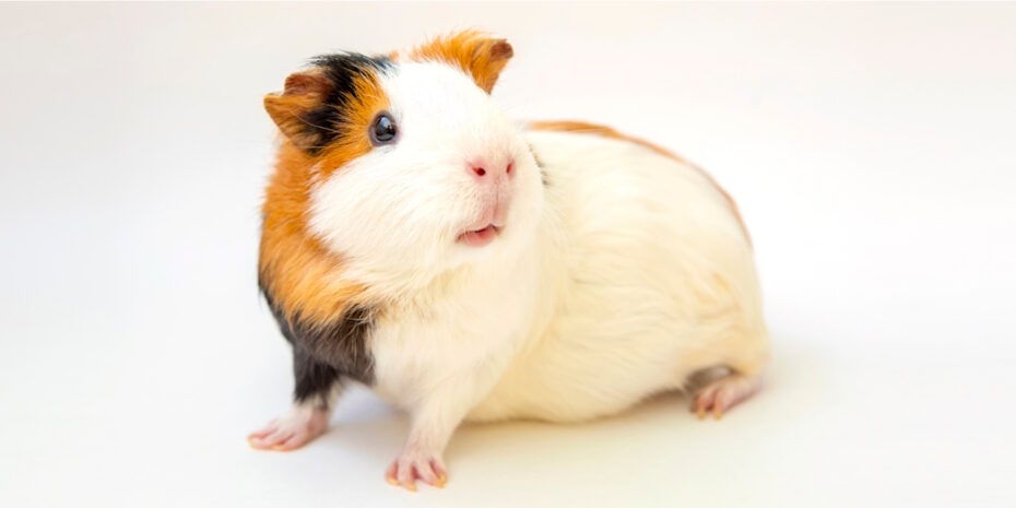 Meerschweinchen Liegt Auf Der Seite Und Zuckt Herkunft Meerschweinchen - natürlicher Lebensraum und mehr