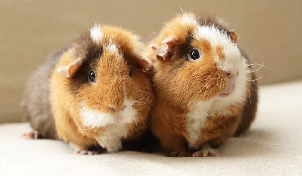 Das Foto zeigt zwei Meerschweinchen mit Fleece als Untergrund