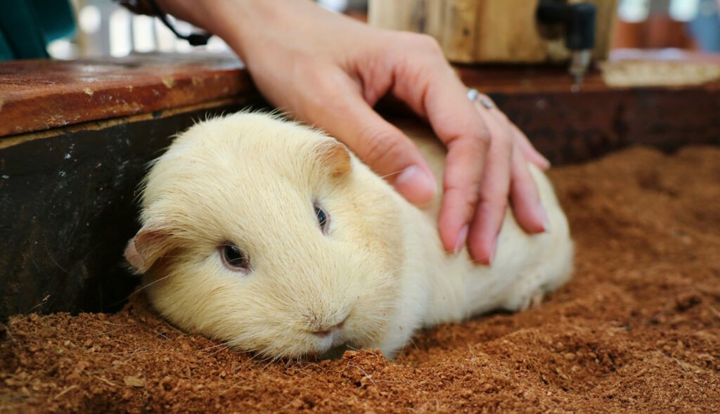 Vertrauen ist wichtig. Das Foto zeigt ein Meerschweinchen, das vorsichtig gestreichelt wird