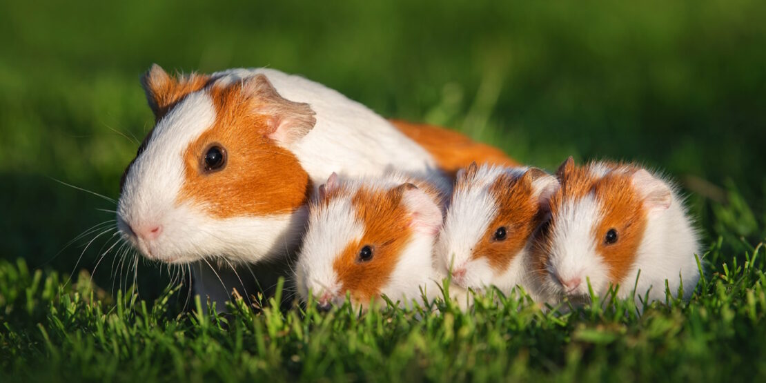Geschlecht Meerschweinchen - Geschlechtserkennung, Kastration