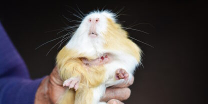 Das Foto zeigt eine Wunde am Hals eines Meerschweinchens