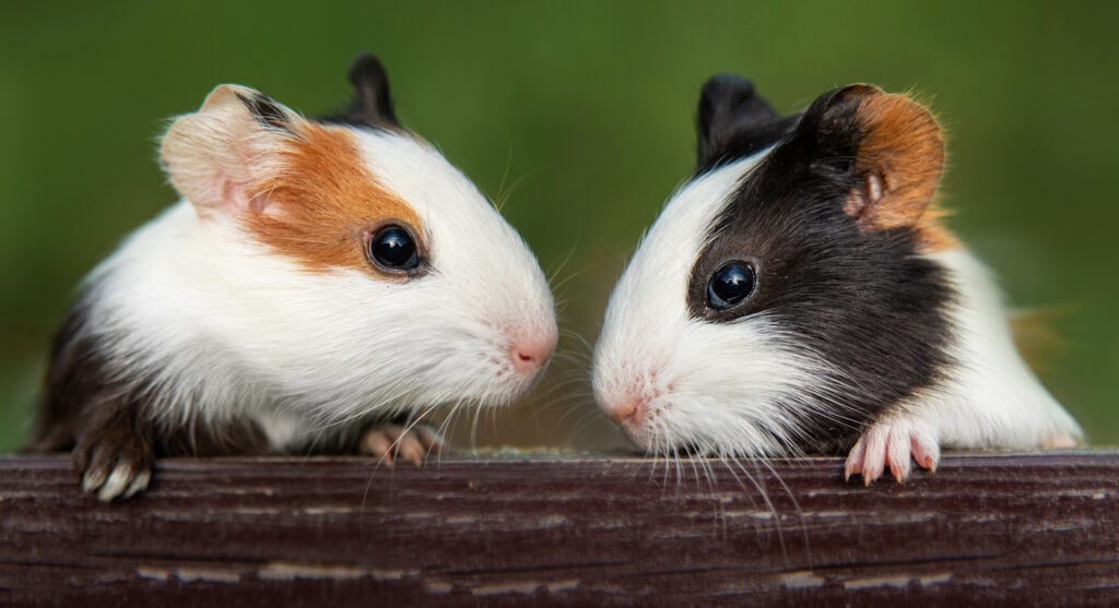 Das Foto zeigt zwei Meerschweinchen nebeneinander