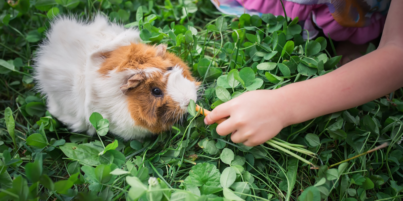 Meerschweinchen Frisst Nicht Mehr Und Atmet Schwer Leserfragen - meerschweinchen-haltung.de