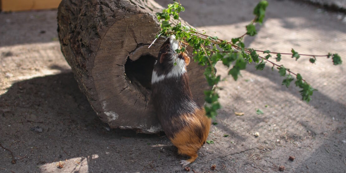 Das Foto zeigt ein Meerschweinchen das sich nach einem grünen Ast reckt
