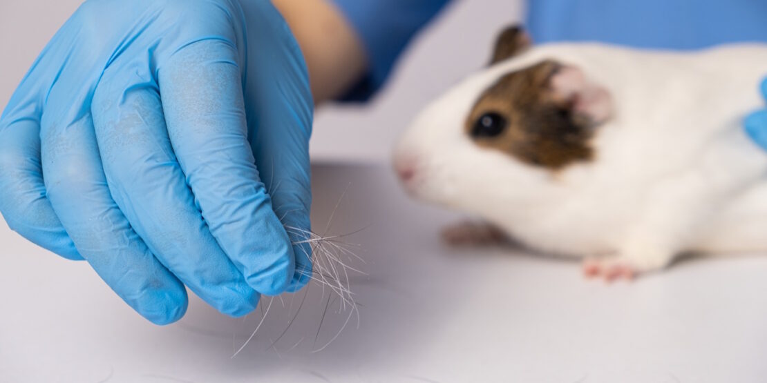 Das Foto zeigt ein Meerschweinchen, das Haare verliert