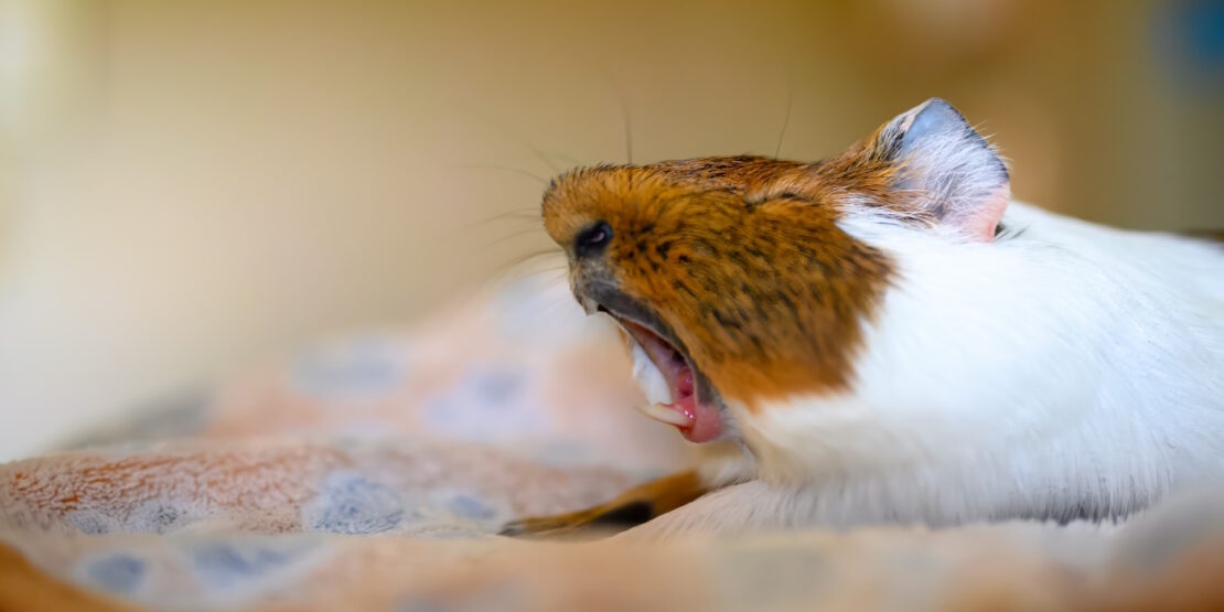 Das Foto zeigt ein Meerschweinchen mit aufgerissenem Maul