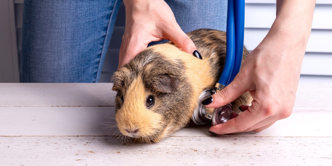 Kokzidien beim Meerschweinchen Ursachen, Symptome, Abhilfe