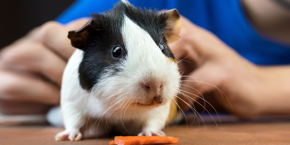 Das Foto zeigt ein Meerschweinchen, das unter Lippengrund leidet