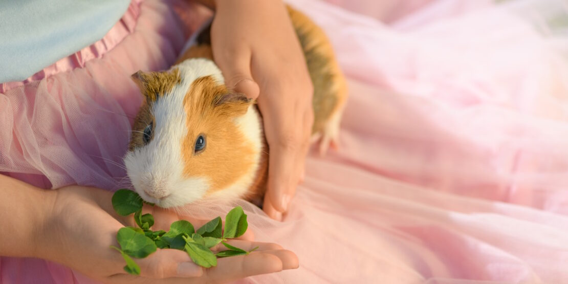 Das Foto zeigt ein Meerschweinchen, das auf dem Schoß sitzt und Grünfutter bekommt