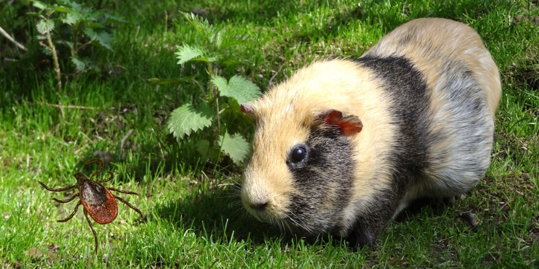 Das Foto zeigt ein Meerschweinchen und eine Zecke