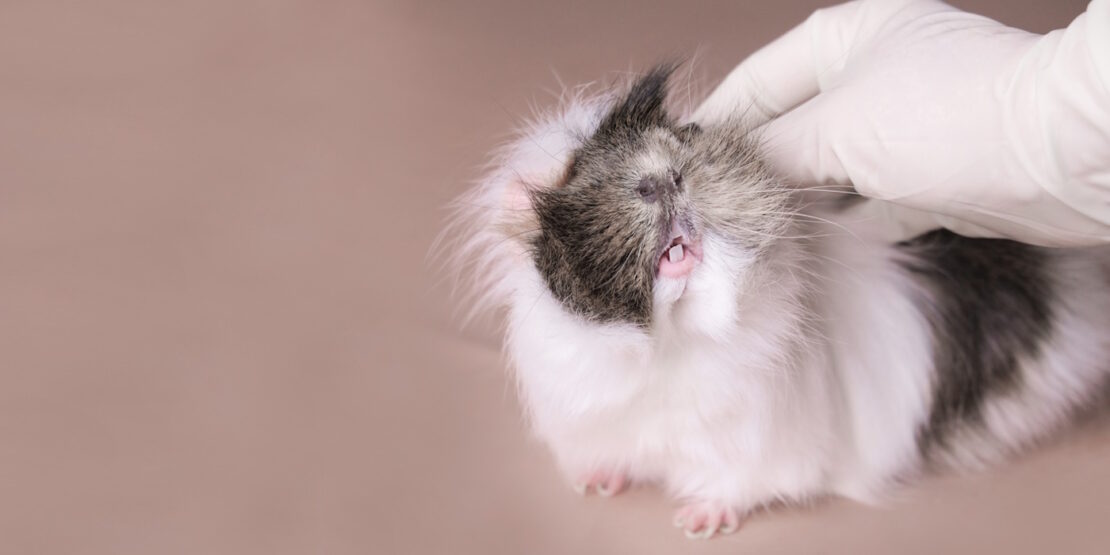 Das Foto zeigt ein Meerschweinchen, das seine Zähne zeigt